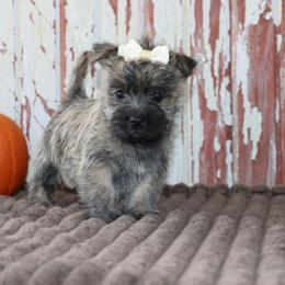 Chloe - Cream brindle female Cairn Terrier puppy in Goshen, Indiana from Linda’s Lovable Pups