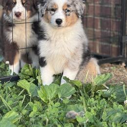 Australian Shepherd Puppies from Hannah Taylor