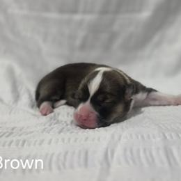 Boy 2 - male Pembroke Welsh Corgi puppy in Terrell, Texas from Brynwood Pembroke Welsh Corgis