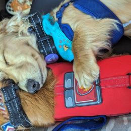 Dachshunds from Glamorous Doxies