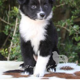 Australian Shepherd Puppies from Smokin K Aussies