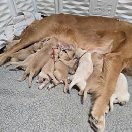 Pick 1 - Golden male Golden Retriever puppy in Cocoa, Florida from Furrever Goldens