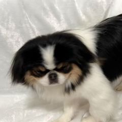 Trinity - Japanese Chin