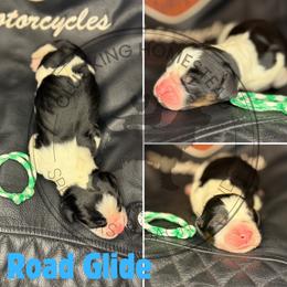 Road Glide - Black white and tan male English Springer Spaniel puppy in Fond Du Lac, Wisconsin from Clucking Homestead Springers & Dachshunds