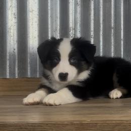 Santiago blue eyes - Black tri male Miniature American Shepherd puppy in Franklinville, North Carolina from Fine Hill Miniature Americans