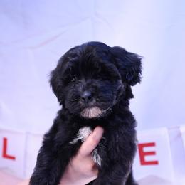 Tarzan - Black and white male Assorted Doodle Crosses puppy in Sacramento, California from FurKids