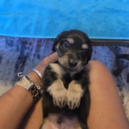 Mustard - Black and Cream Brindle - Black and cream male Dachshund puppy in Pueblo, Colorado from HotDachs