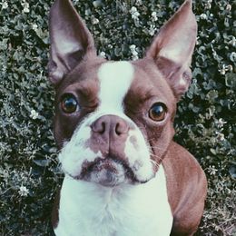 Boston Terriers from Duke’s AKC Boston Terriers