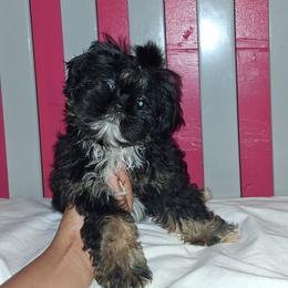 Boy 2 - Black and tan male Shih Tzu puppy in Birmingham, Alabama from K&D kennels