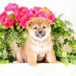 Elysia -FULL AKC REGISTRATION- - Red female Shiba Inu puppy in Neosho, Missouri from Kenny Cave K9s