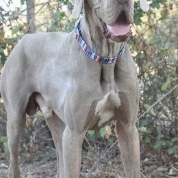 Great Dane Puppies from California Delta Danes