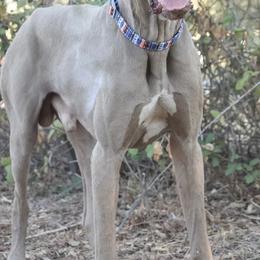Great Dane Puppies from California Delta Danes