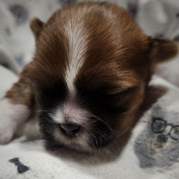 Rudy - Sable and white male Shih Tzu puppy in Wolcottville, Indiana from Ducky's Doodles