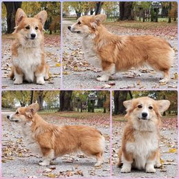 Beagle, Cardigan Welsh Corgi, and Pembroke Welsh Corgi All Grown Up from SM Corgis