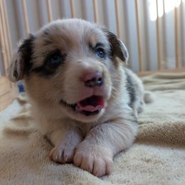 Merle boy 'Slate' - Blue merle and white male American Corgi puppy in Tombstone, Arizona from WeVolution Off-Grid