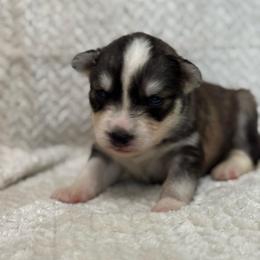 Elio - Sable and white male Siberian Husky puppy in London, Ohio from Rose Trail Siberian’s