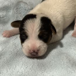 Boy 2 - Tri-color male Jack Russell Terrier puppy in Yakima County, Washington from Saddle Rock Kennels