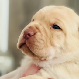 Labrador Retriever Puppies from Pleasant Valley Creekside Ranch, LLC
