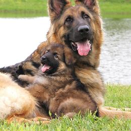 German Shepherd Puppies from Oakmont Shepherds