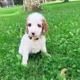 Marshmallow - Parti female Goldendoodle puppy in Brookville, Pennsylvania from Woodland Mountain Doodles