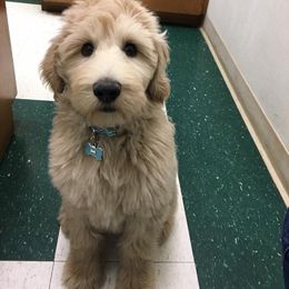 Bernedoodle and Goldendoodle Puppies from Greatly Graced Southern Doodles