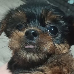 Girl 1 - Black and tan Yorkshire Terrier puppy in Jacksonville, Arkansas from Royal Yorkie Terrier