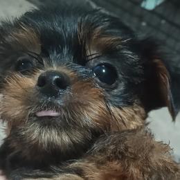 Girl 1 - Black and tan Yorkshire Terrier puppy in Jacksonville, Arkansas from Royal Yorkie Terrier