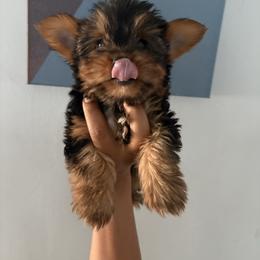 Boy - Yorkshire Terrier