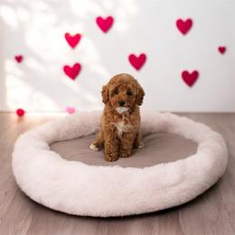Neve - Red  male Poodle puppy in Queen Creek, Arizona from Poised Poodles