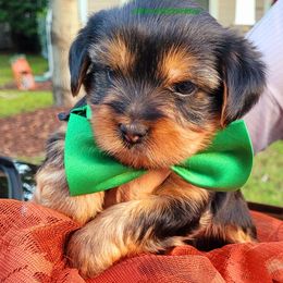Yorkshire Terrier Puppies from Port City Yorkies LLC