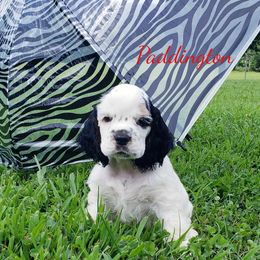 Cocker Spaniel Puppies from Stephanie Begley