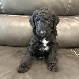 Goldendoodle and Poodle Puppies from Gentle Paw Goldendoodles