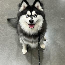 Maverick - Pomsky