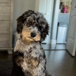 Bernedoodle, Poodle, and Schnoodle All Grown Up from Grand Lake Poodles & Doodles