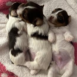 Yorkshire Terrier puppies from M&S Royal Luxe Yorkies