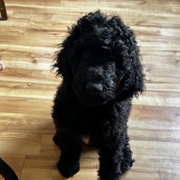 Minnie (Yellow) - Black Goldendoodle puppy in Byron Center, Michigan from The Perfect Doodle Paw