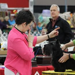 Scottish Terriers from Oban Scottish Terriers