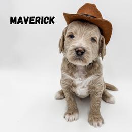 Maverick - Cream male Goldendoodle puppy in Eagle Mountian, Utah from The Puppy Family