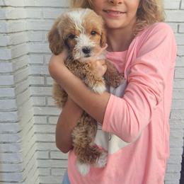 Breezy - Apricot female Goldendoodle puppy in Daytona Beach, Florida from Beach Doodles