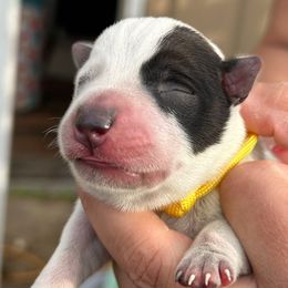 Yellow - Red mottled male Australian Cattle Dog puppy in Chelsea, Oklahoma from CT Mini Heelers