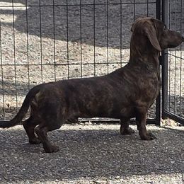 Sammy - Dachshund
