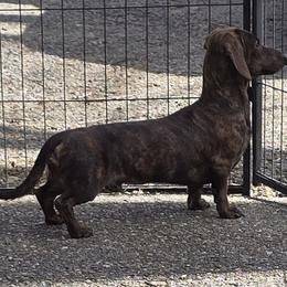 Sammy - Dachshund