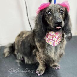 IVY LYN - Brindle female Dachshund puppy in Mobile, Alabama from Ruff Patch Doxie Den