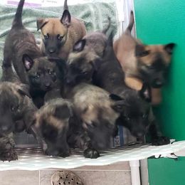 Dutch Shepherd Puppies from MAC K9 Dutch Shepherds