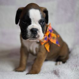 Tru - Fawn female Boxer puppy in Warsaw, New York from Hillview Kennels
