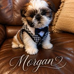 Morgan - Red and white male Shih Tzu puppy in Dallas, Texas from Heart and Soul Shih Tzu