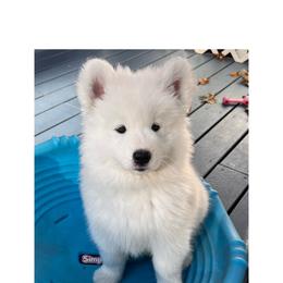 Samoyed Puppies from Shasta Samoyeds
