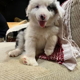 Border Collie Puppies from Gail Hutchinson's Border Collies