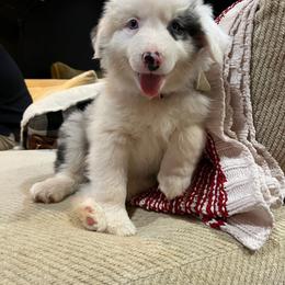 Border Collie Puppies from Gail Hutchinson's Border Collies
