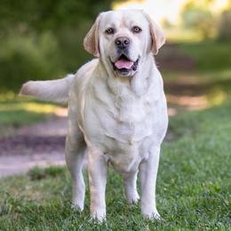 Kefir - Labrador Retriever